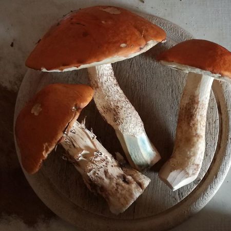 Horni Plana旅馆 外观 照片
