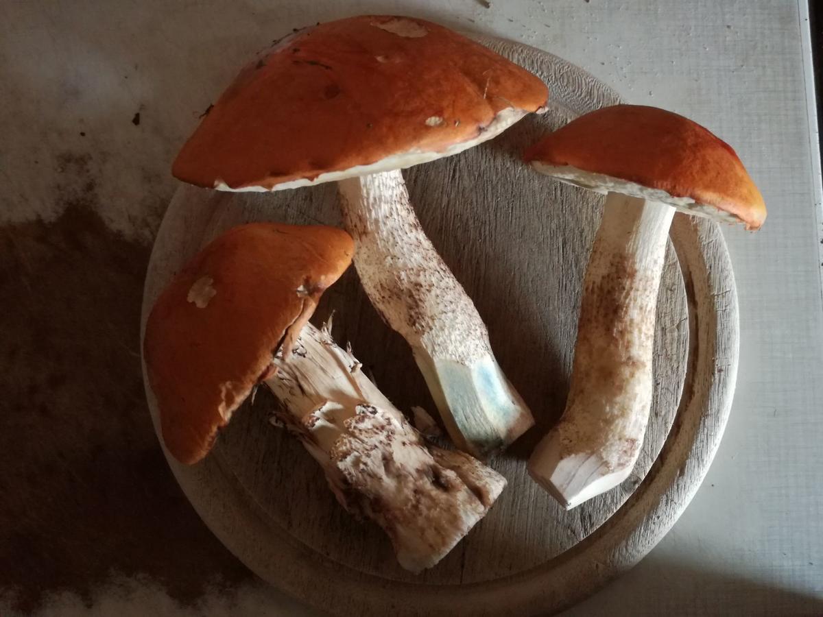 Horni Plana旅馆 外观 照片